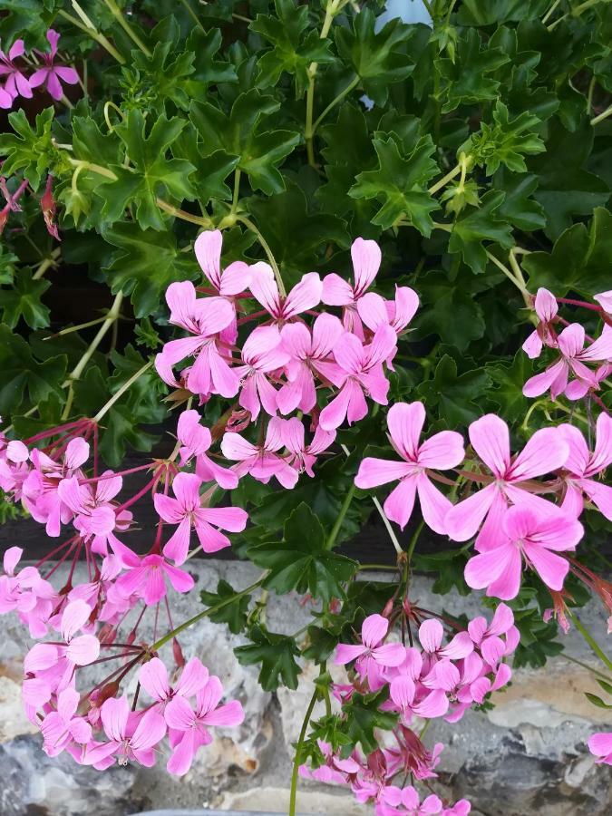 Le Clos Des Hortensias Toutainville Esterno foto